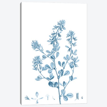 Antique Botanical in Blue VIII Canvas Print #VSN608} by Vision Studio Canvas Wall Art
