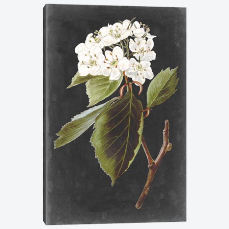 Dramatic White Flowers I Canvas Print #VSN609} by Vision Studio Canvas Artwork