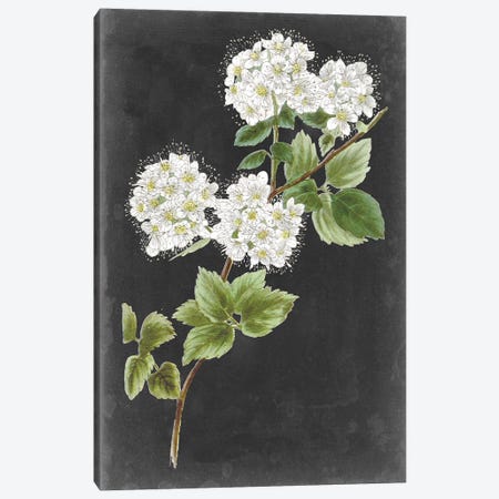 Dramatic White Flowers II Canvas Print #VSN610} by Vision Studio Art Print