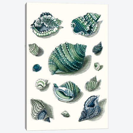Celadon Shells II Canvas Print #VSN618} by Vision Studio Canvas Art Print