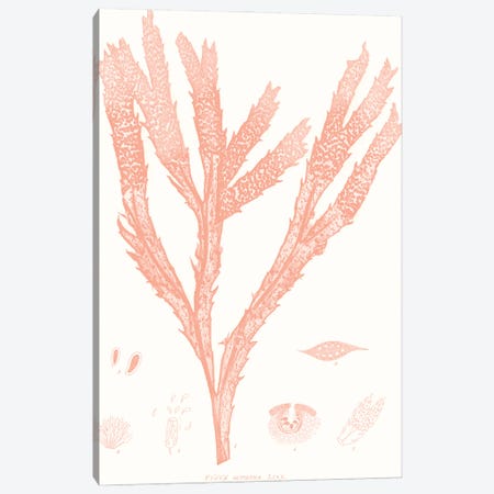 Vivid Coral Seaweed II Canvas Print #VSN624} by Vision Studio Canvas Art Print