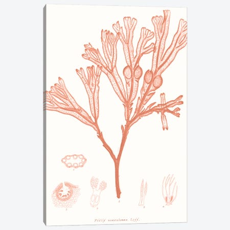 Vivid Coral Seaweed III Canvas Print #VSN625} by Vision Studio Art Print