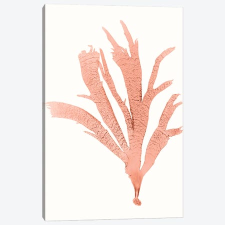 Vivid Coral Seaweed IV Canvas Print #VSN626} by Vision Studio Art Print