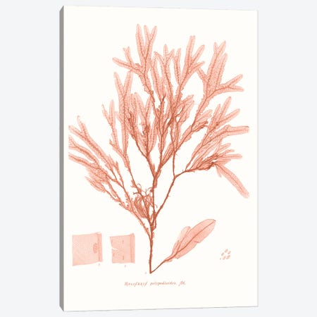 Vivid Coral Seaweed V Canvas Print #VSN627} by Vision Studio Art Print