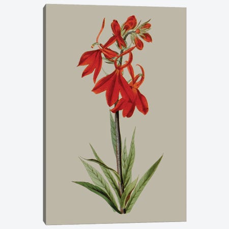 Botanical Array VII Canvas Print #VSN648} by Vision Studio Canvas Wall Art