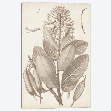 Sepia Exotic Plants I Canvas Print #VSN659} by Vision Studio Canvas Print