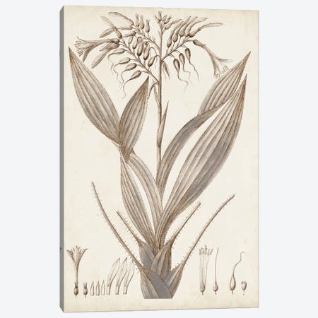 Sepia Exotic Plants VII Canvas Print #VSN661} by Vision Studio Canvas Wall Art