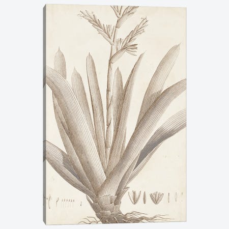 Sepia Exotic Plants VIII Canvas Print #VSN662} by Vision Studio Canvas Wall Art