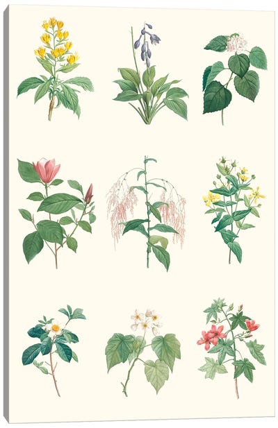 Soft Botanical Chart Canvas Art Print - Botanical Illustrations