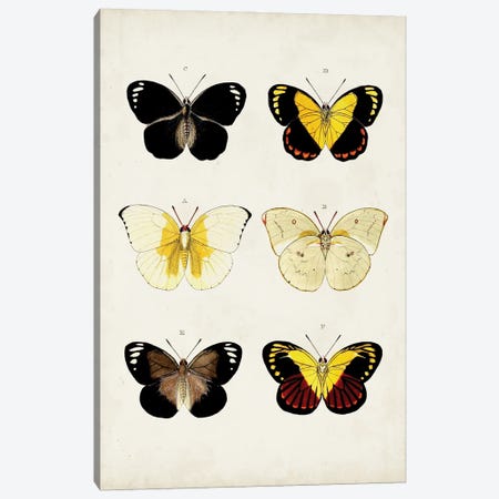 Vintage Butterflies I Canvas Print #VSN667} by Vision Studio Canvas Print