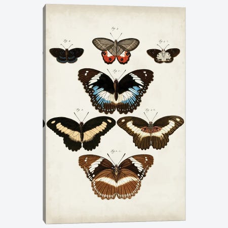Vintage Butterflies II Canvas Print #VSN668} by Vision Studio Canvas Art