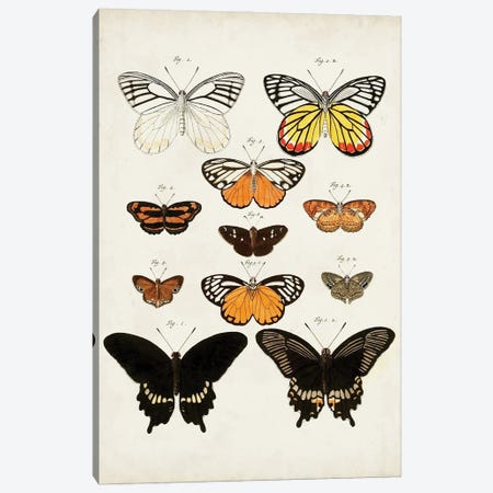 Vintage Butterflies III Canvas Print #VSN669} by Vision Studio Canvas Artwork