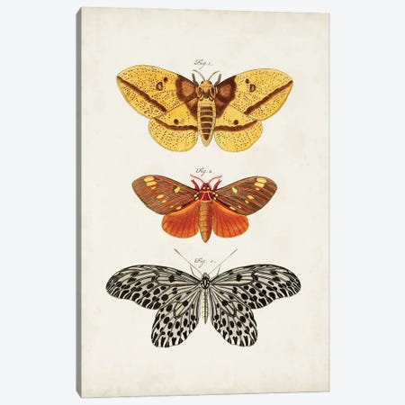Vintage Butterflies IV Canvas Print #VSN670} by Vision Studio Art Print