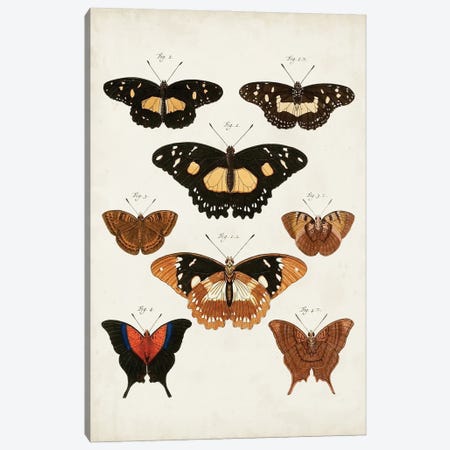 Vintage Butterflies V Canvas Print #VSN671} by Vision Studio Canvas Art Print