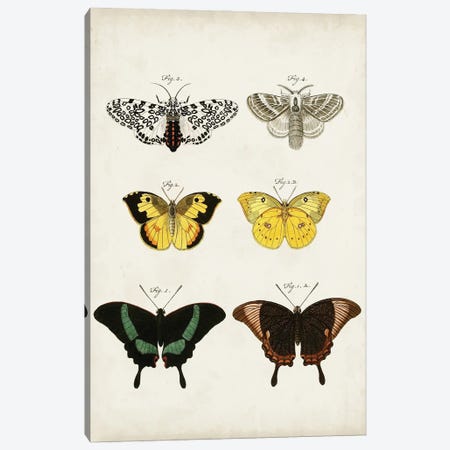 Vintage Butterflies VI Canvas Print #VSN672} by Vision Studio Canvas Art Print