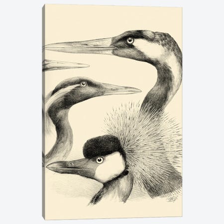 Waterbird Sketchbook I Canvas Print #VSN678} by Vision Studio Art Print