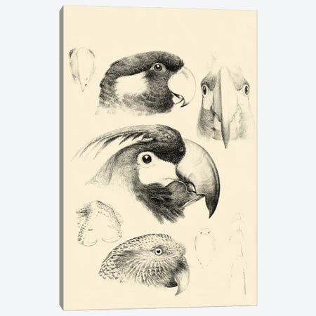 Waterbird Sketchbook III Canvas Print #VSN679} by Vision Studio Canvas Art Print