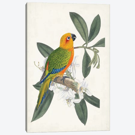 Tropical Bird & Flower I Canvas Print #VSN680} by Vision Studio Canvas Art