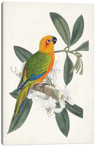 Tropical Bird & Flower I Canvas Art Print - Parrot Art