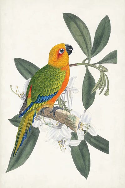 Tropical Leaves: Tropical Bird & Flower I by Vision Studio