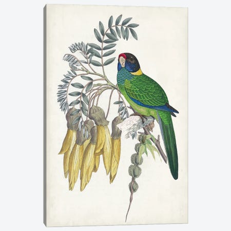 Tropical Bird & Flower II Canvas Print #VSN681} by Vision Studio Canvas Art