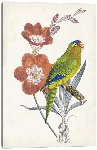 Tropical Bird & Flower III Canvas Art Print - Parrot Art