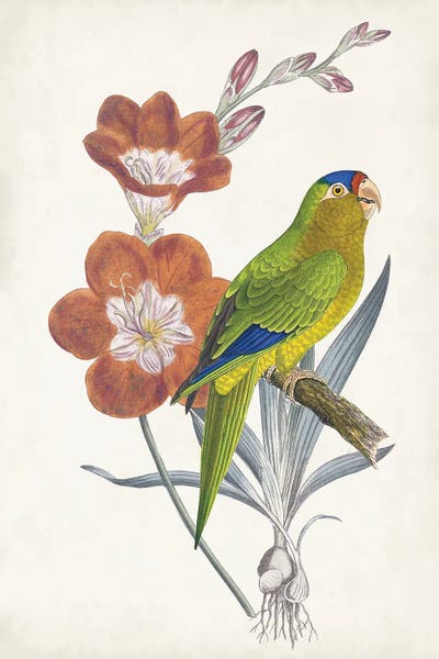 Parrots: Tropical Bird & Flower III by Vision Studio