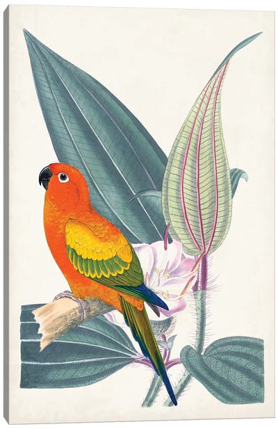 Tropical Bird & Flower IV Canvas Art Print - Parrot Art