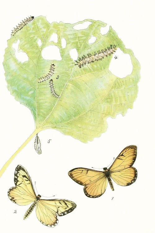 Antique Butterflies & Leaves II