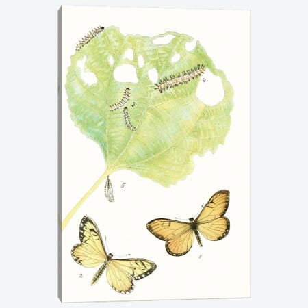 Antique Butterflies & Leaves II Canvas Print #VSN689} by Vision Studio Canvas Art