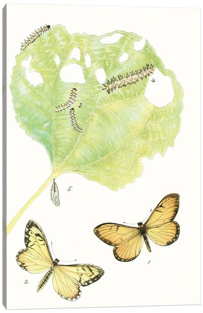 Antique Butterflies & Leaves II Canvas Art Print - Caterpillars
