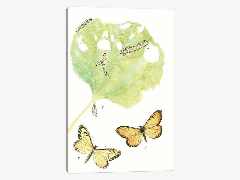 Antique Butterflies & Leaves II by Vision Studio 1-piece Canvas Art