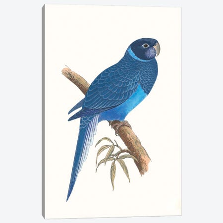 Blue Parrots I Canvas Print #VSN690} by Vision Studio Canvas Art Print