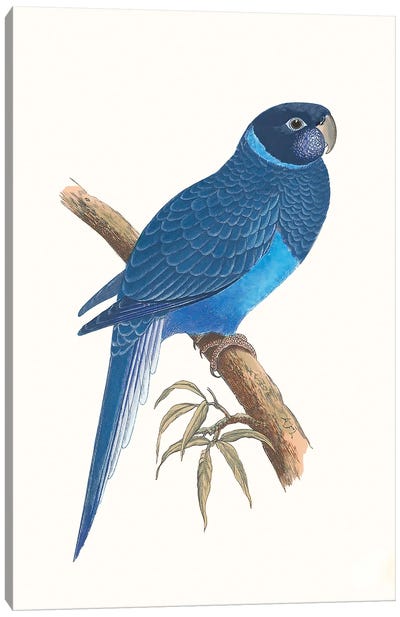 Blue Parrots I Canvas Art Print - Vision Studio