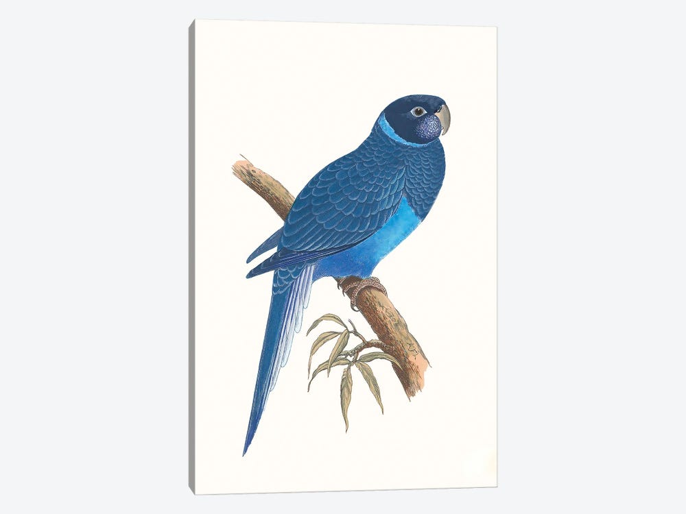 Blue Parrots I by Vision Studio 1-piece Canvas Wall Art