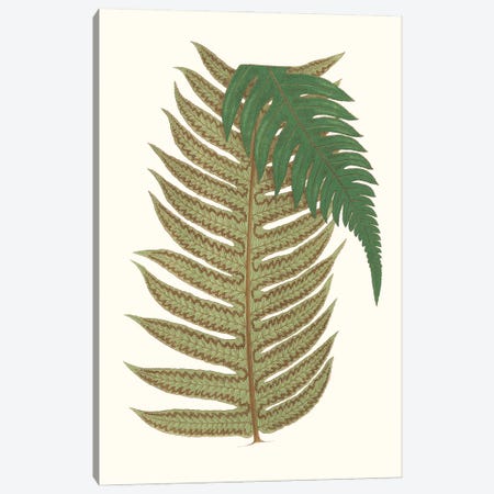 Collected Leaves II Canvas Print #VSN691} by Vision Studio Canvas Print