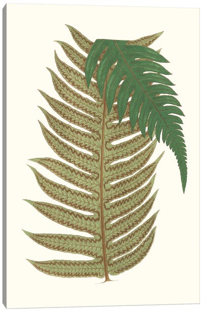 Collected Leaves II Canvas Art Print - Vision Studio