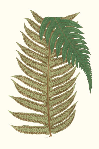 Ferns: Collected Leaves II by Vision Studio