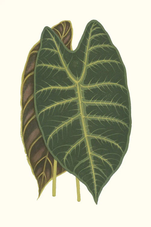 Collected Leaves V