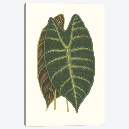 Collected Leaves V Canvas Print #VSN692} by Vision Studio Canvas Print