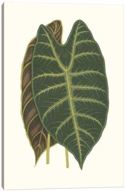 Collected Leaves V Canvas Art Print - Vision Studio