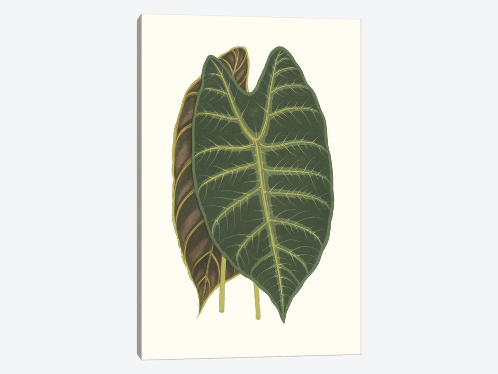 Collected Leaves V by Vision Studio 1-piece Canvas Wall Art