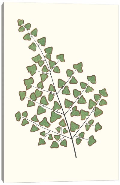 Collected Leaves X Canvas Art Print - Vision Studio
