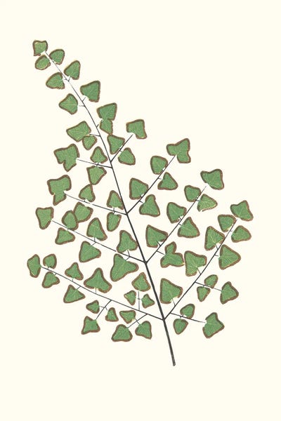 Vintage Botanical Illustrations: Collected Leaves X by Vision Studio