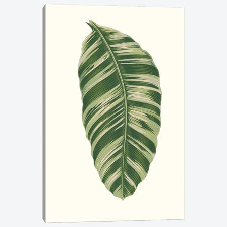 Collected Leaves XI Canvas Print #VSN694} by Vision Studio Canvas Wall Art