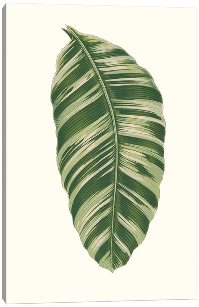 Collected Leaves XI Canvas Art Print - Vision Studio