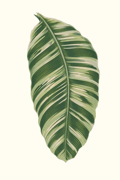 Vintage Botanical Illustrations: Collected Leaves XI by Vision Studio