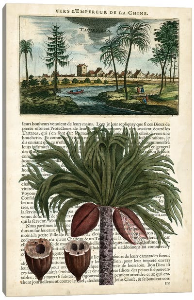Journal Of The Tropics IV Canvas Art Print - Botanical Illustrations