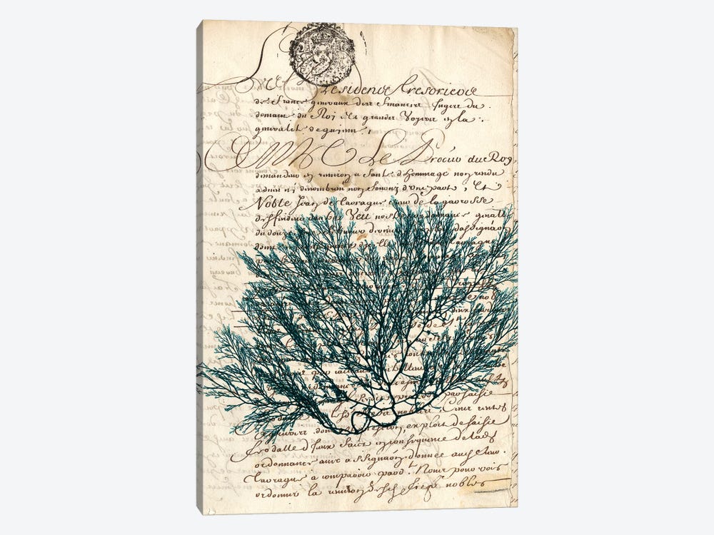Vintage Teal Seaweed I by Vision Studio 1-piece Canvas Artwork