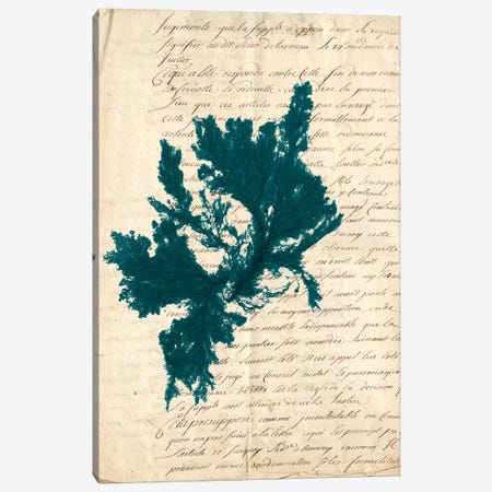 Vintage Teal Seaweed IV Canvas Print #VSN85} by Vision Studio Canvas Art Print